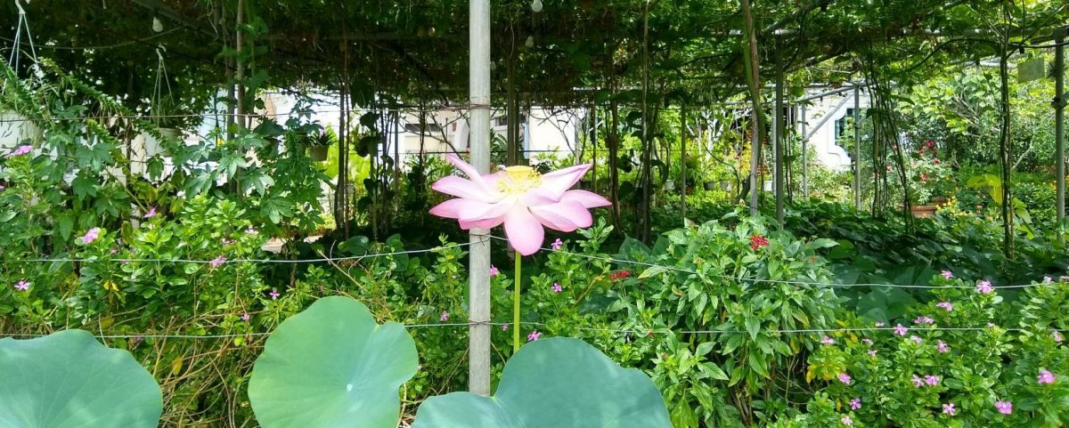 Penang – beaches, hills, and temples. Oh My!