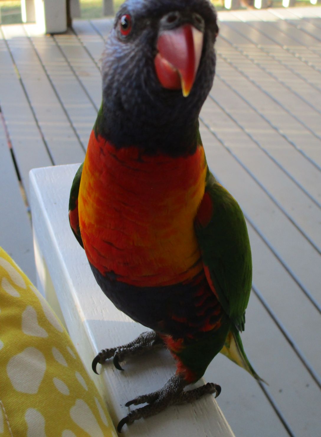 Roos!